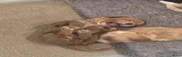 Sproodle dogs for sale: Male sproodle puppy in Rotherham - Advert 3