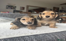 Mixed Breed dogs for sale: Miniature longhair dachshund  - Image 5