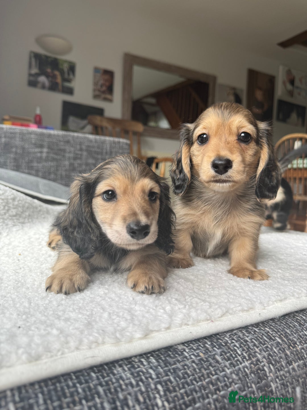 Mixed Breed dogs for sale: Miniature longhair dachshund  - Image 5