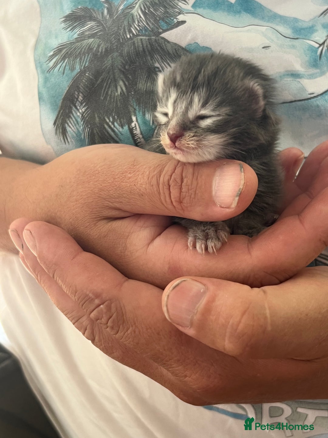 Maine Coon cats for sale: Maine coon kittens  - Image 4