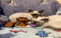 Siamese cats for sale: Siamese kittens - Image 3