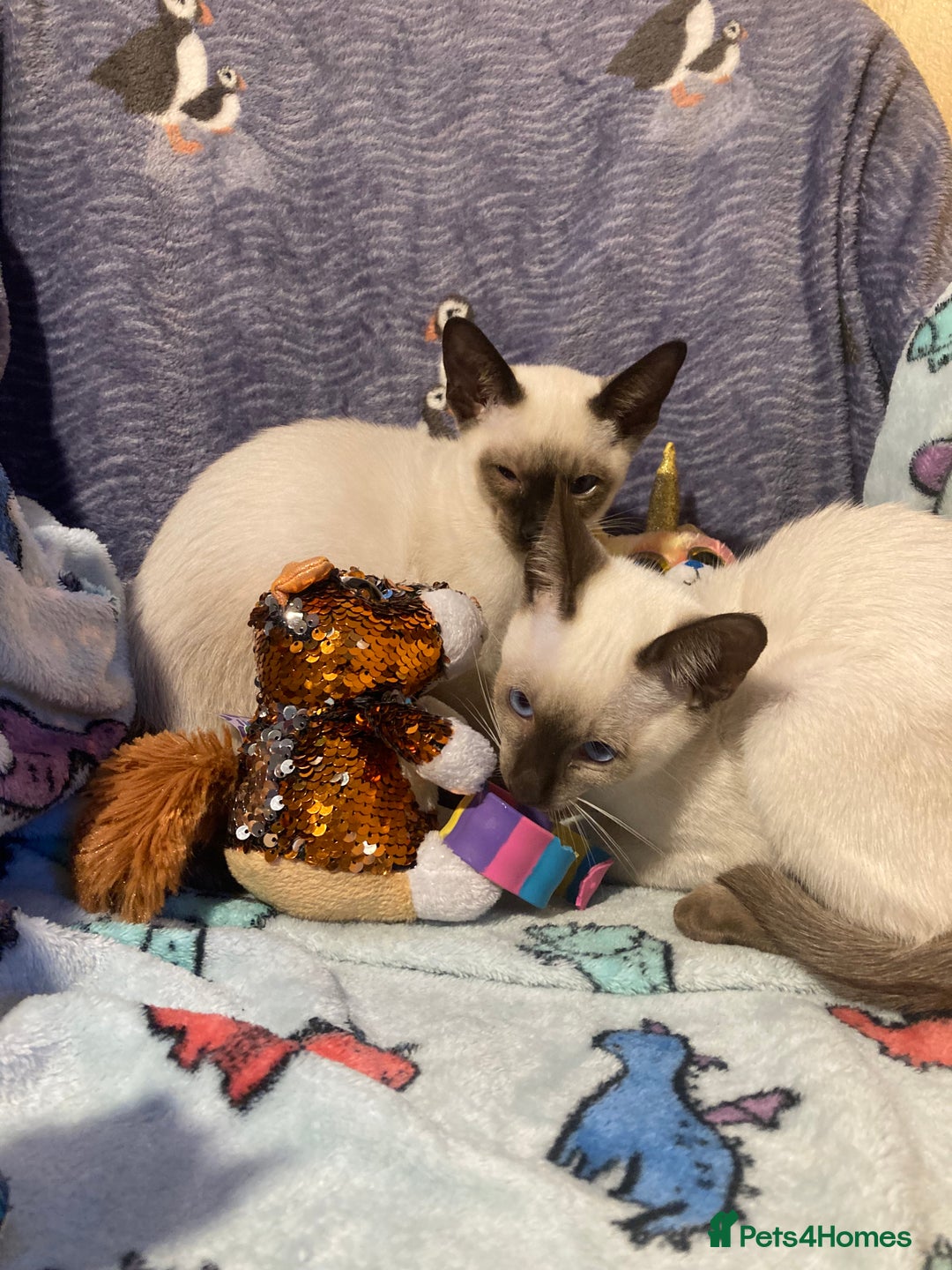 Siamese cats for sale: Siamese kittens - Image 3