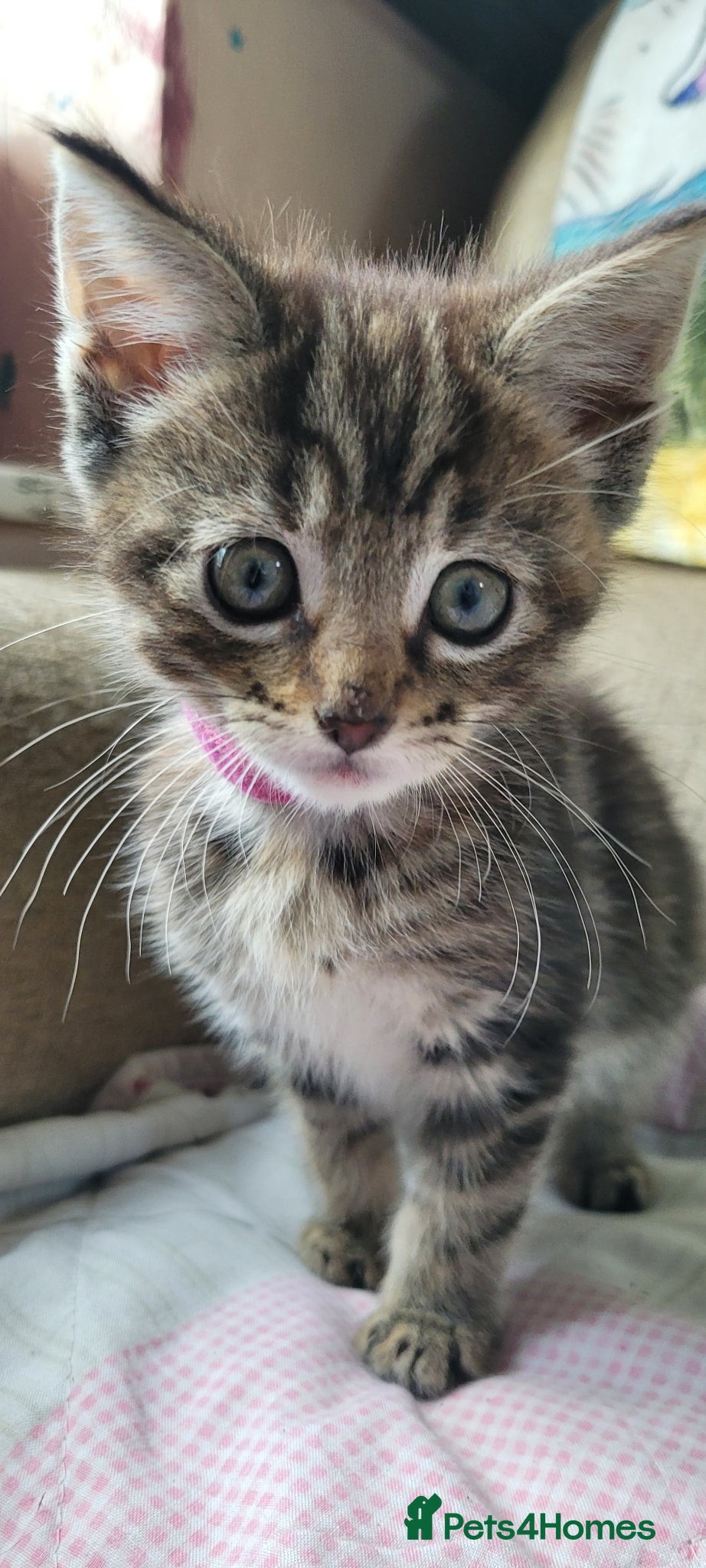 Maine Coon cats 5 georgous fluffy maincoon kittens for sale - Advert 16