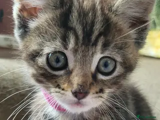 Maine Coon cats 5 georgous fluffy maincoon kittens for sale - Advert 16