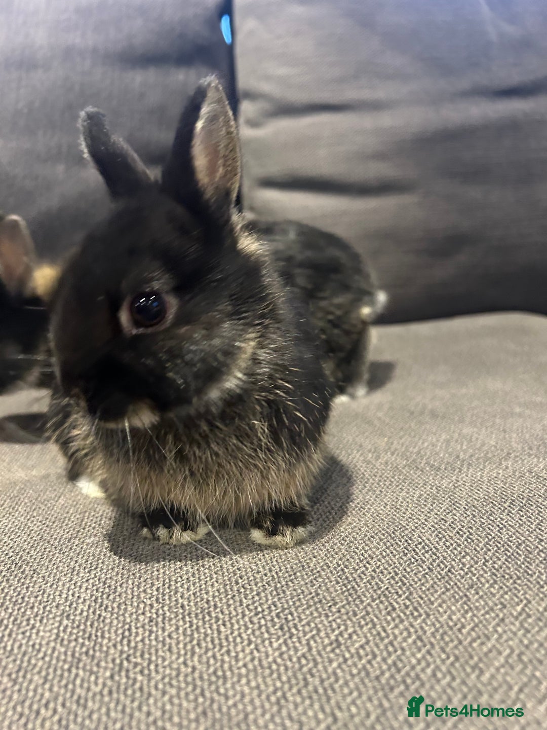 Netherland Dwarf rabbits for sale: Brother & sister bunnies to be homed together  - Advert 8