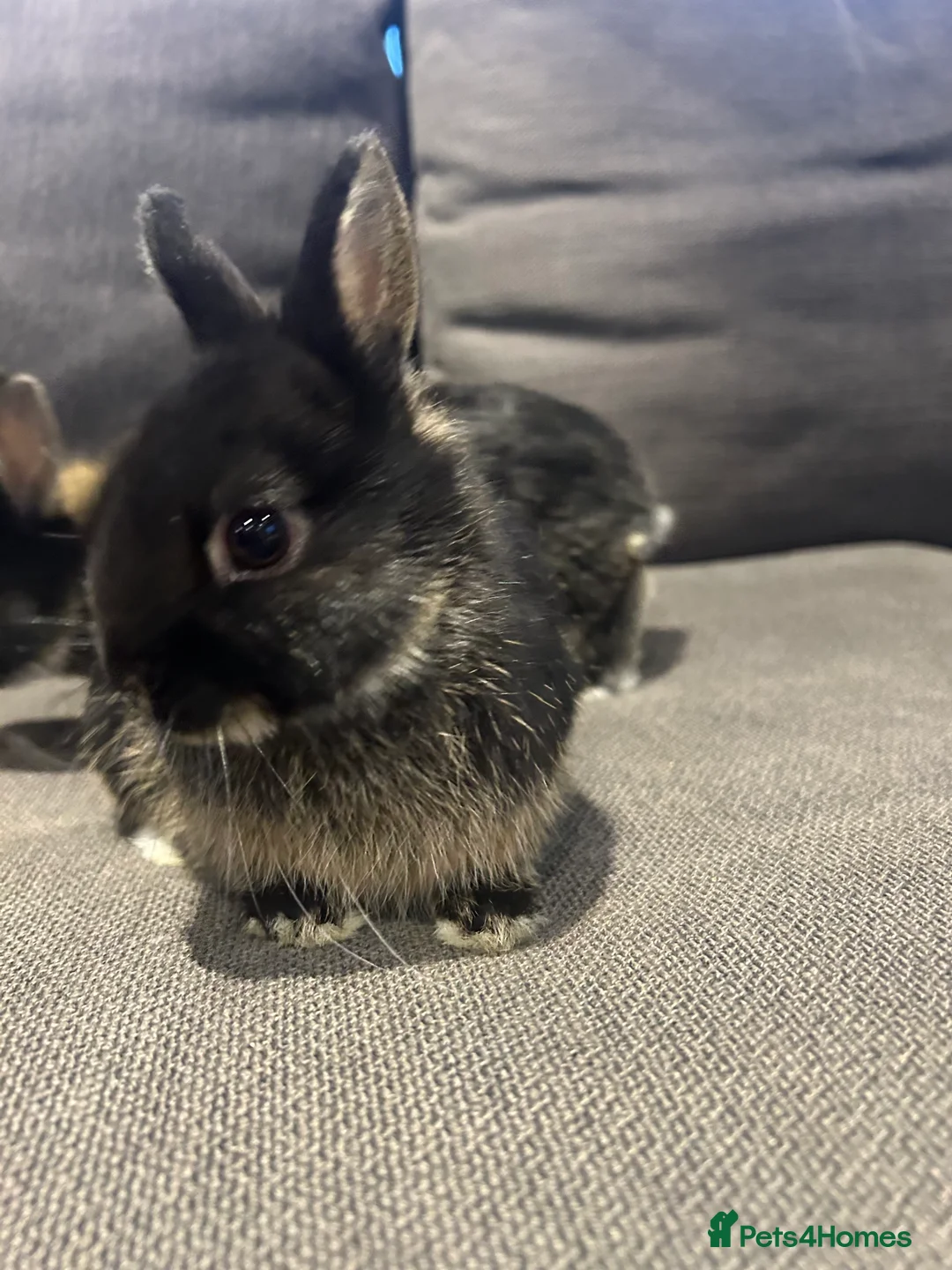 Netherland Dwarf rabbits for sale: Brother & sister Purebred bunnies: homed together  - Advert 11