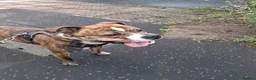 Mixed Breed dogs for sale: Wolfie in Coatbridge - Advert 5