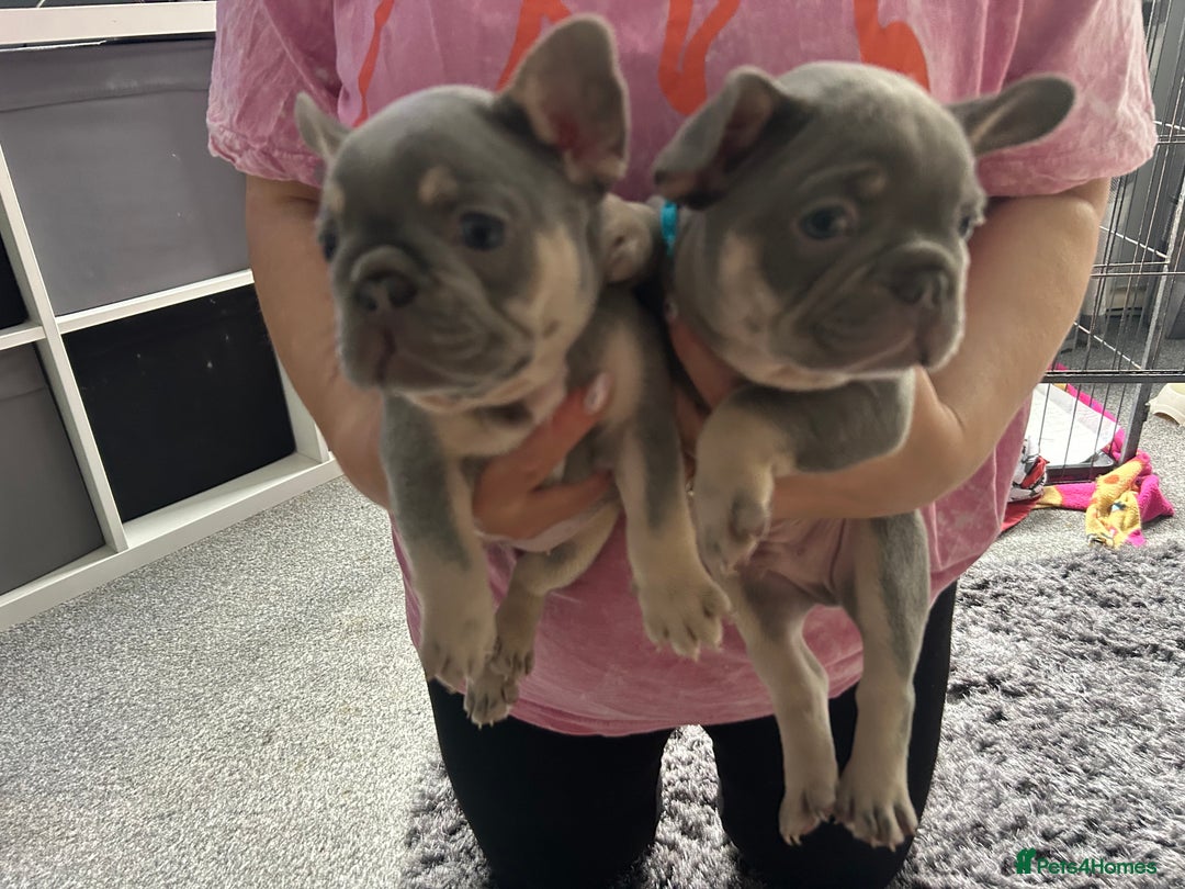 French Bulldog dogs for sale: Two stunning lilac and tan frenchies - Image 6