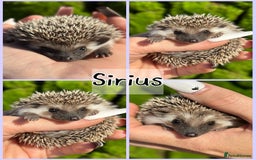 Pygmy Hedgehog rodents for sale: Beautiful African Pygmy Hedgehog Hoglets 💕 - Image 5