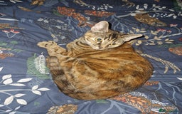 Domestic Shorthair cats for sale: 3 year old female cat  - Image 5