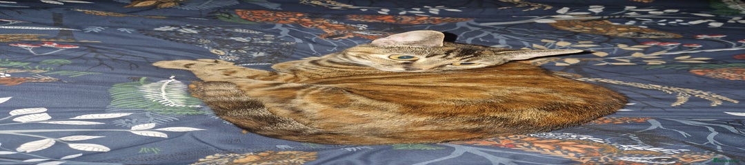 Domestic Shorthair Kitten 1