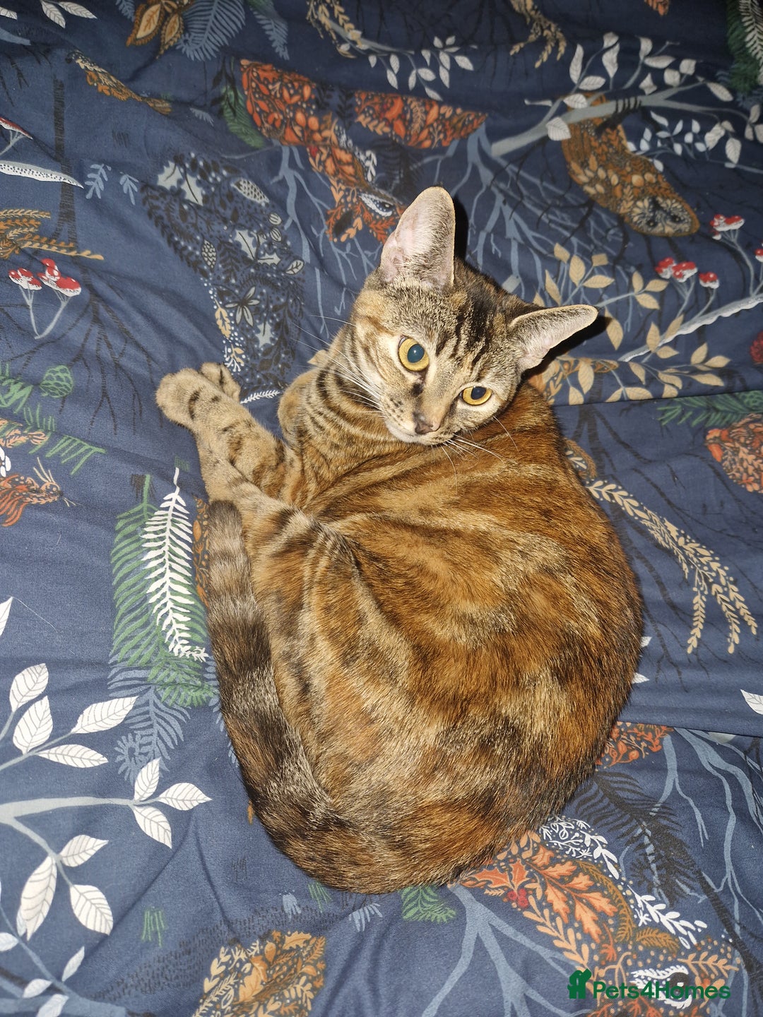 Domestic Shorthair cats for sale: 3 year old female cat  - Image 5