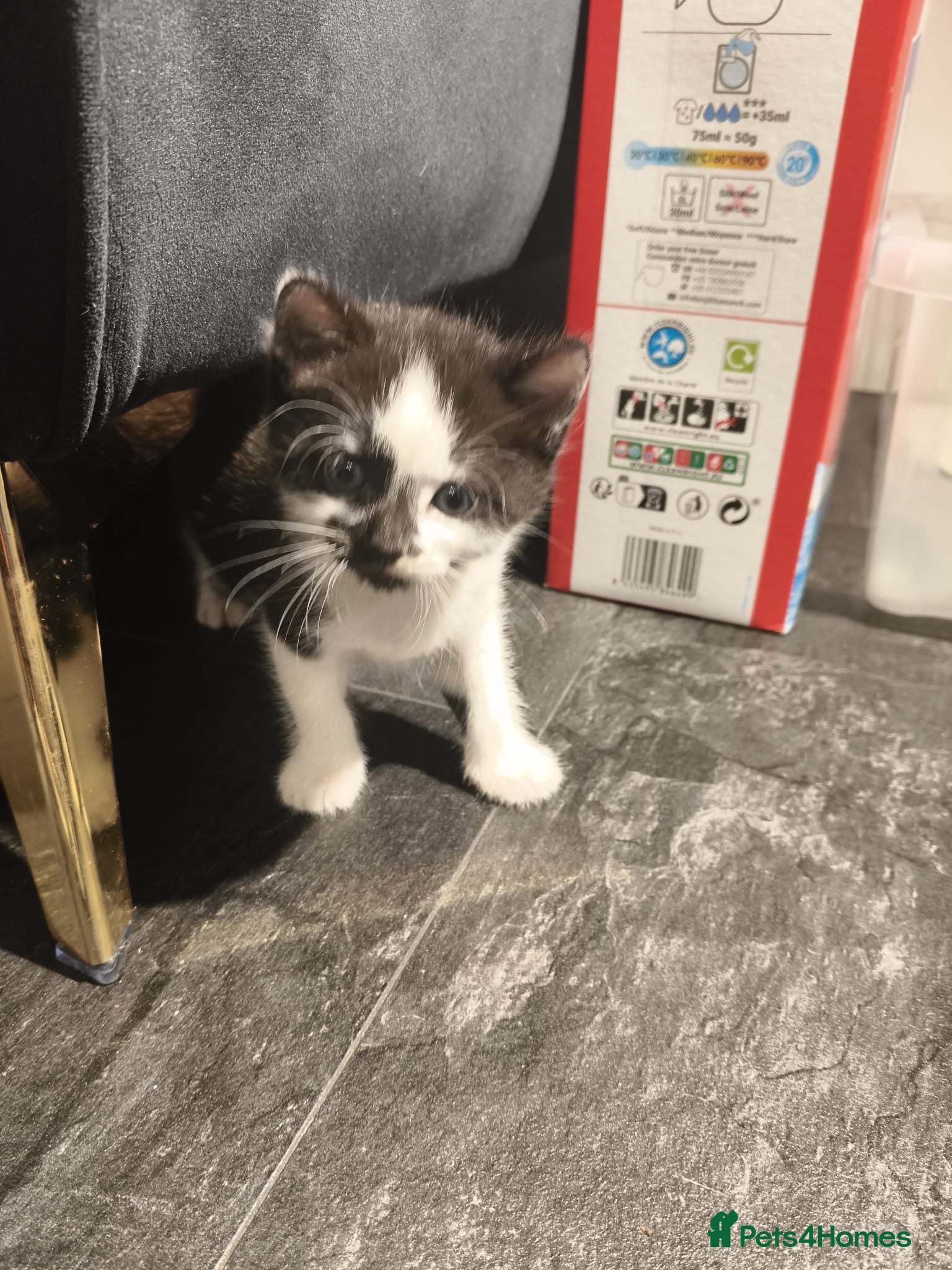 Mixed Breed cats for sale: Gorgeous Tabby Kittens - 3 Left - Advert 9