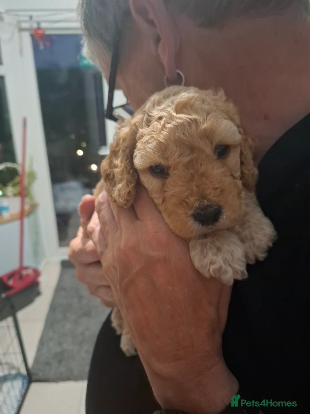 Cockapoo dogs for sale: cockapoo  - Advert 2