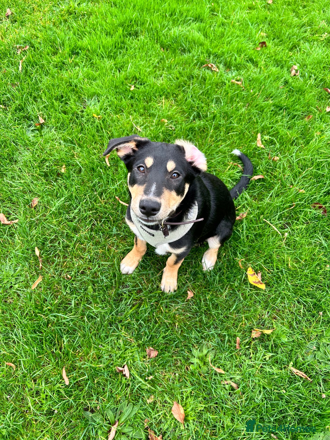 Mixed Breed dogs for sale: Our beautiful boy Koda💙 - Advert 22