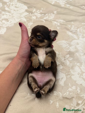 Chihuahua dogs - Advert 5
