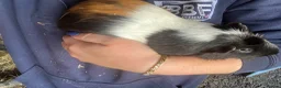 Guinea Pig rodents for sale: Male guinea pigs for sale  - Advert 2
