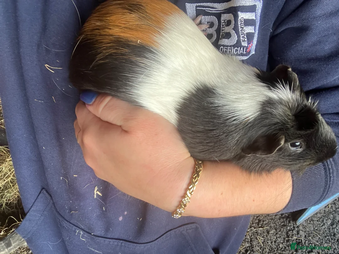Guinea Pig rodents for sale: Male guinea pigs for sale  - Advert 2