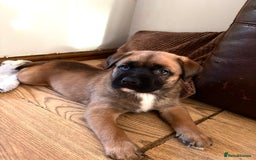 Mixed Breed dogs for sale: Beautiful German Shepherd cross puppies  - Advert 15