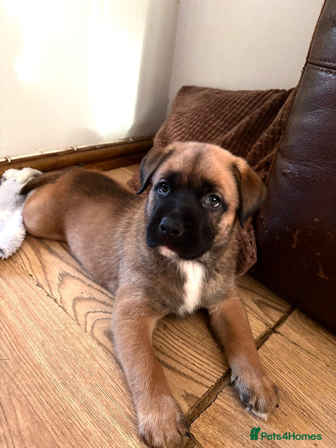 Mixed Breed dogs for sale: Beautiful German Shepherd cross puppies  - Advert 15