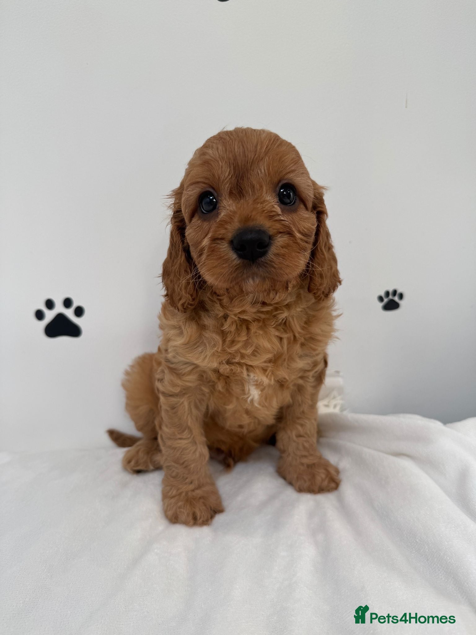 Cavapoo dogs Stunning Apricot/Red Cavapoo Puppies Available ♥️ - Advert 2