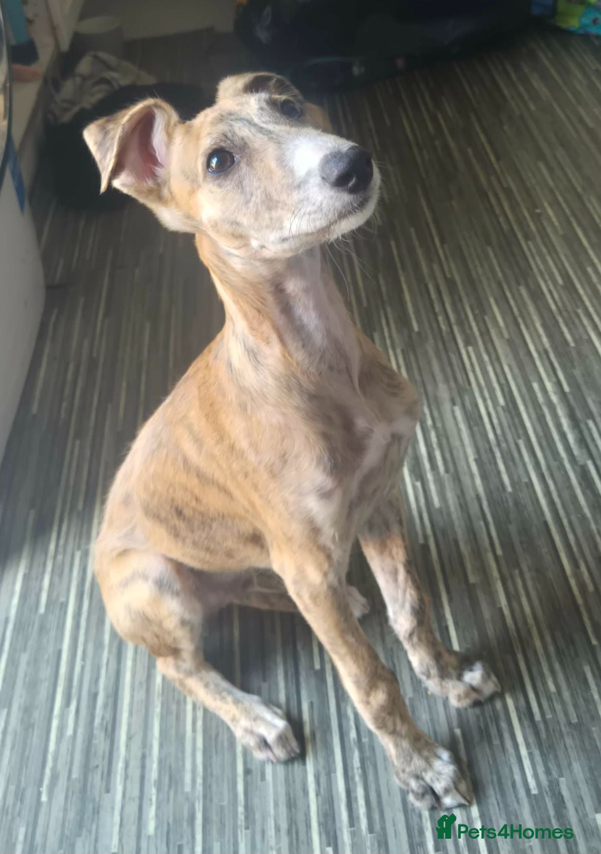 Lurcher dogs Male lurcher pup  - Advert 17