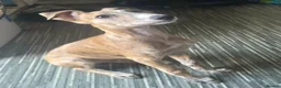 Lurcher dogs for sale: Male lurcher pup  - Advert 1