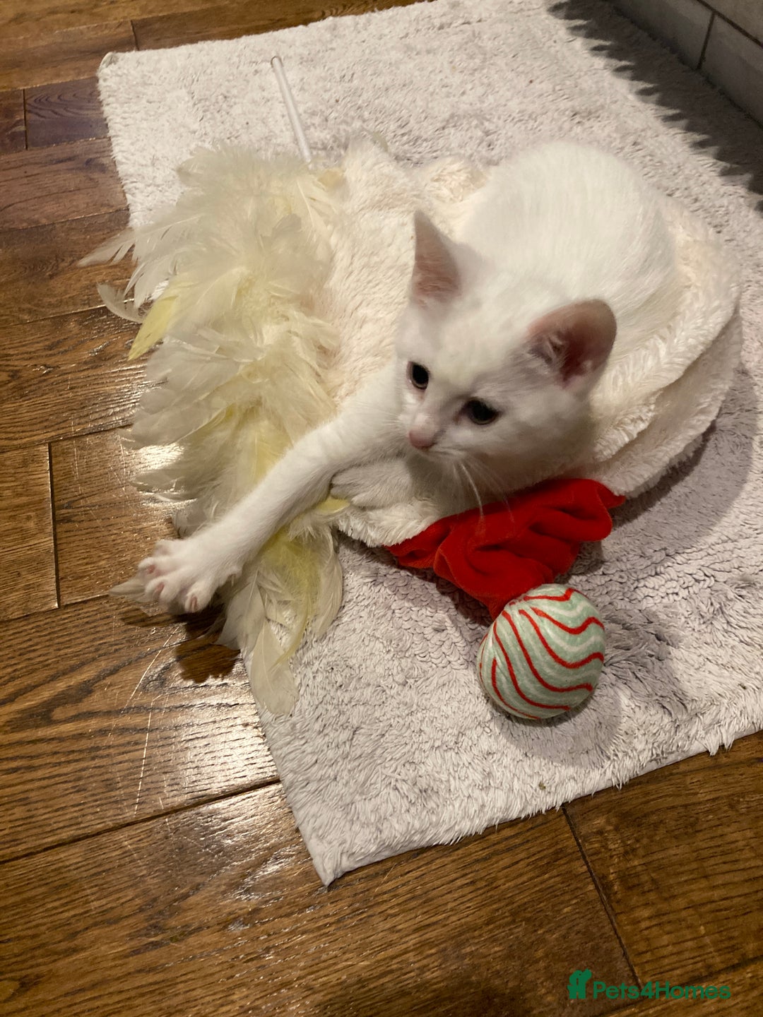 Turkish Van cats for sale: Gorgeous Turkish Van kitten - Advert 18