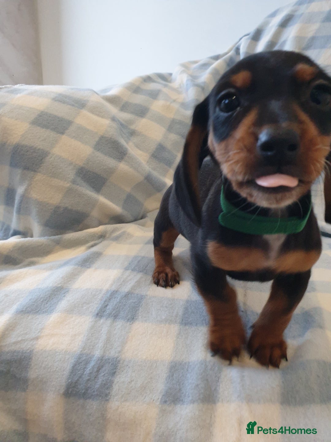 Dachshund dogs for sale: Dachshund puppies  - Advert 6