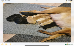Labrador Retriever dogs for sale: KC registered Labrador puppies  - Image 6