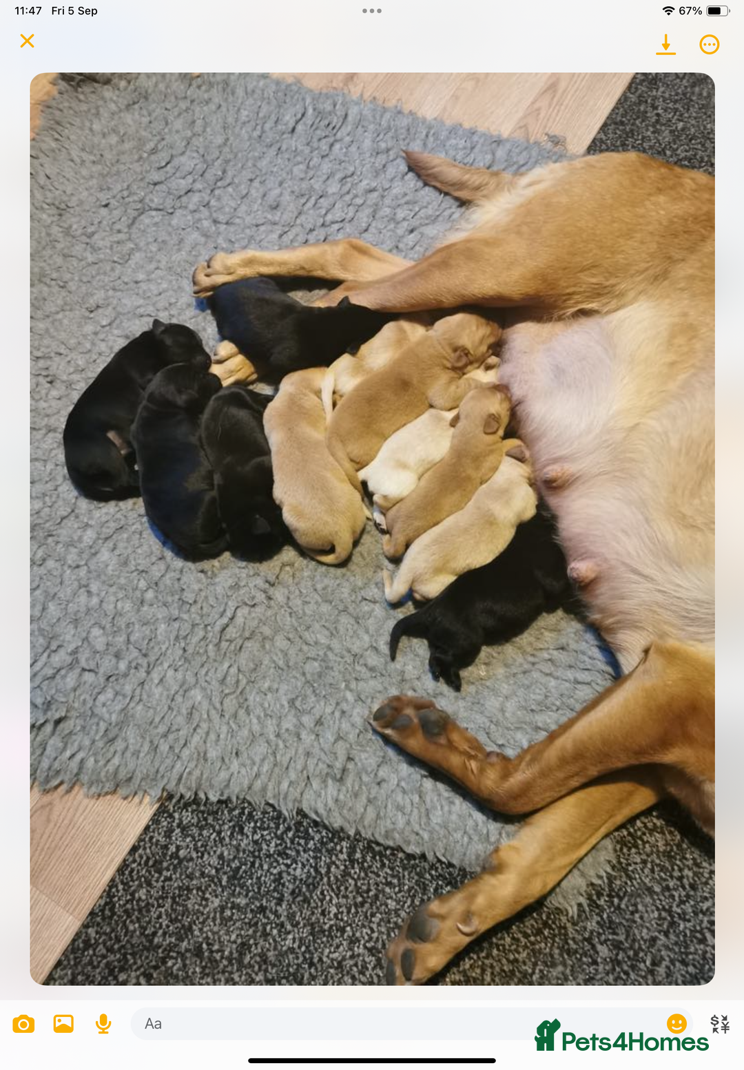 Labrador Retriever dogs for sale: KC registered Labrador puppies  - Image 6