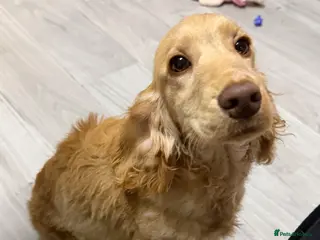 Cocker Spaniel dogs Cocker spaniel - Advert 13