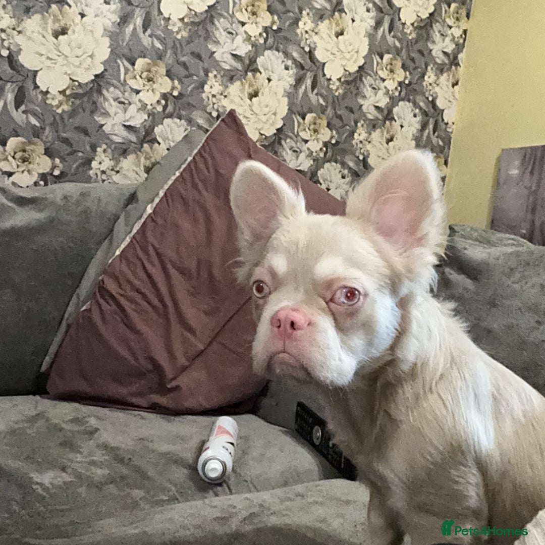 French Bulldog dogs for sale: beautiful kc rare pink fluffy french bulldog  - Advert 6