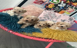 Maltipoo dogs for sale: ❤️XS TOY MALTIPOOS❤️ - Image 2