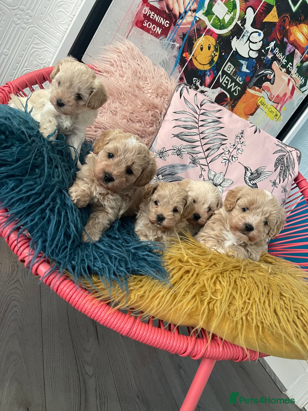 Maltipoo dogs for sale: ❤️XS TOY MALTIPOOS❤️ - Image 2