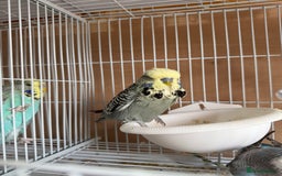 Budgerigars birds for sale: Exhibition budgie flock  - Image 9