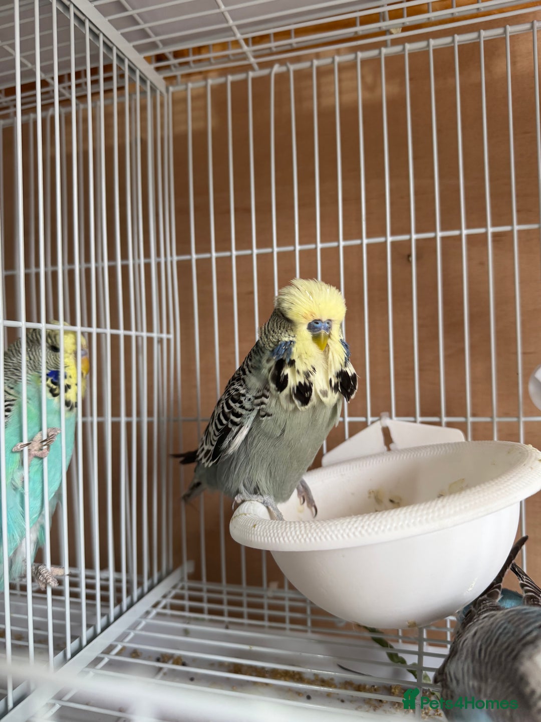 Budgerigars birds for sale: Exhibition budgie flock  - Image 9