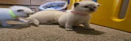 Ragdoll cats for sale: Affectionate Ragdoll Kittens Health-Tested Line - Advert 17