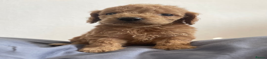 Cockapoo Puppy 4