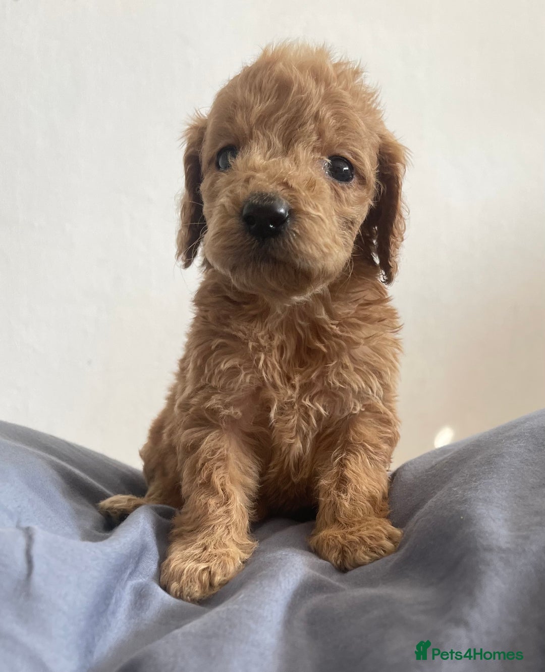 Cockapoo dogs for sale: Cockapoo puppies  - Image 4