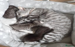 Bengal cats for sale: 4 tabby kittens ready from 20th September  - Image 14