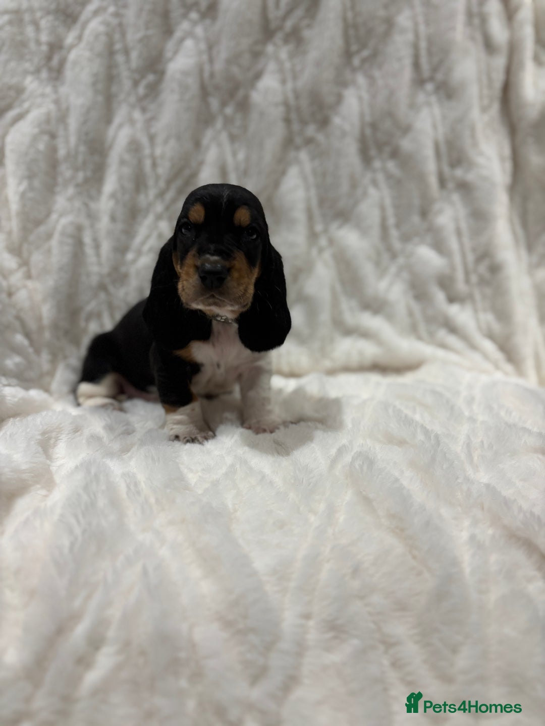 Basset Hound dogs for sale: Bassett hound puppies  - Advert 10