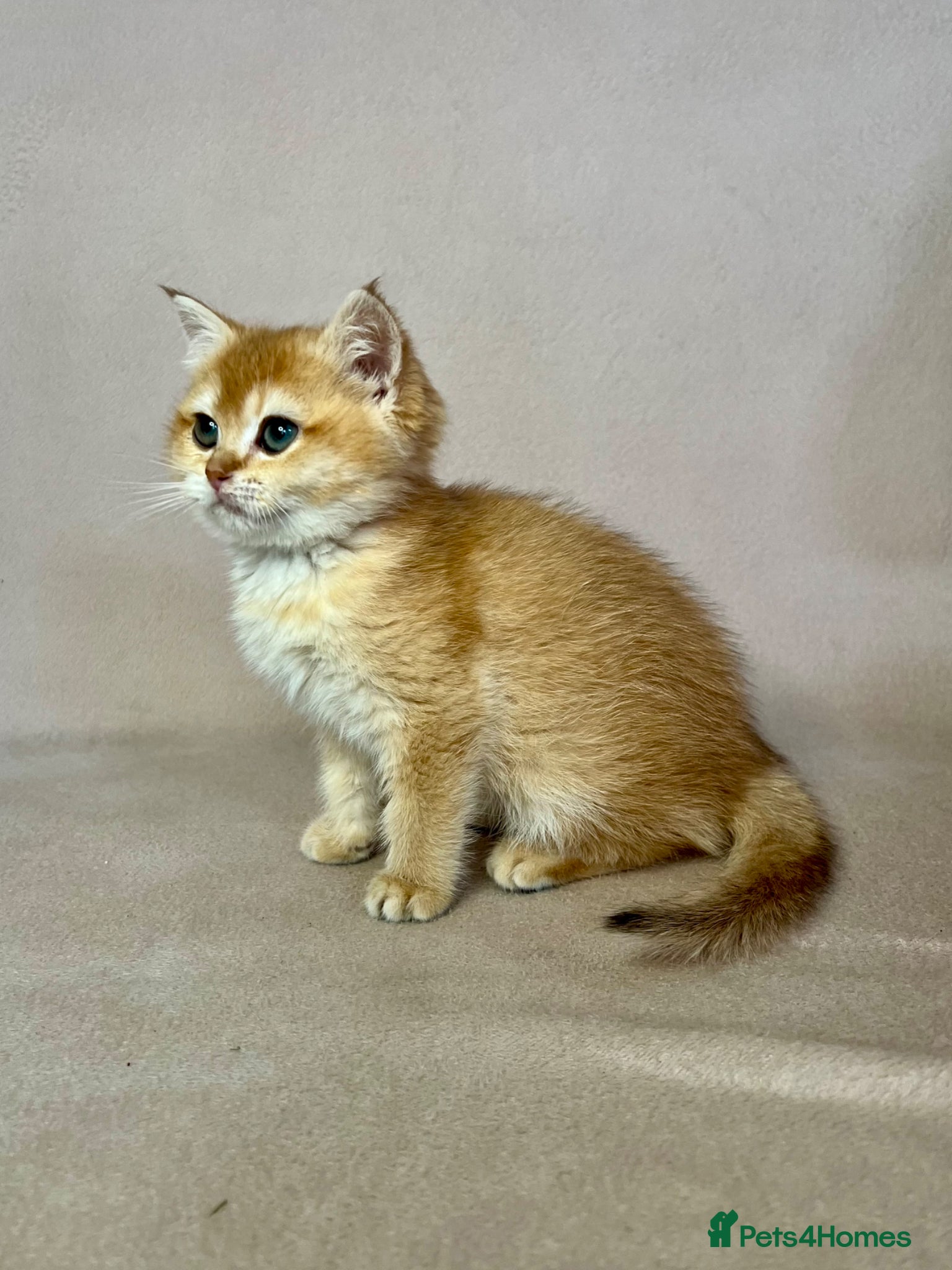 British Shorthair cats 🐾 PUREBRED GOLDEN BSH KITTENS🐾 - Advert 1