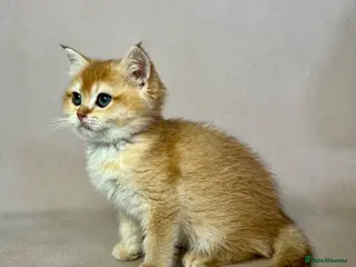 British Shorthair cats 🐾 PUREBRED GOLDEN BSH KITTENS🐾 - Advert 1