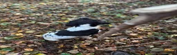 English Springer Spaniel dogs for sale:  KC registered English springer spaniel puppies - Advert 7