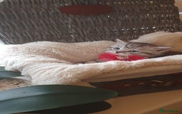 Scottish Fold cats for sale: 😻 Adorable Scottish Fold Kittens For Sale😻 - Image 11