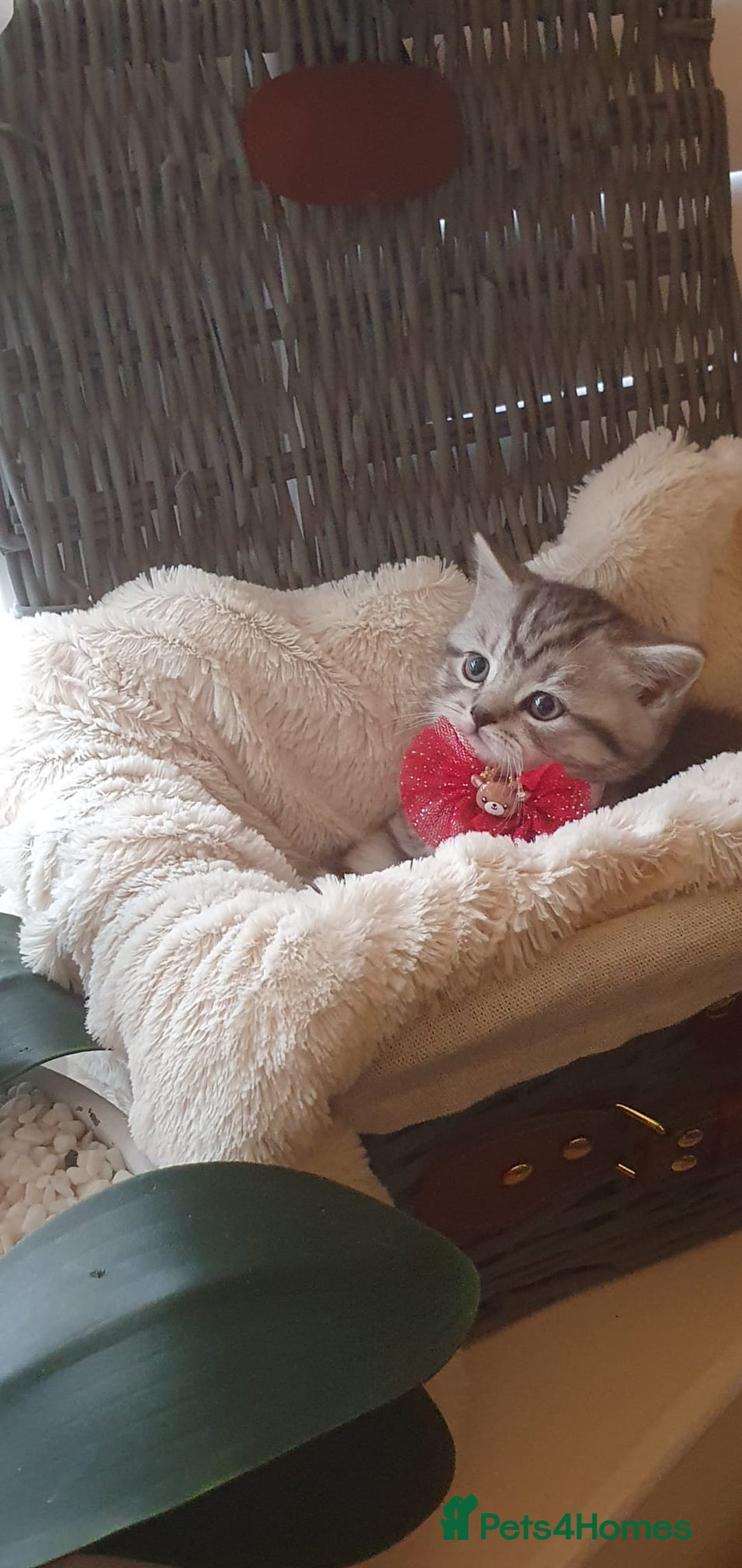 Scottish Fold cats for sale: 😻 Adorable Scottish Fold Kittens For Sale😻 - Image 11