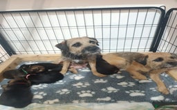 Border Terrier dogs for sale: Border terrier pups  - Image 4