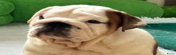English Bulldog dogs for sale: Beautiful KC Reg Bulldog Puppies - Advert 6