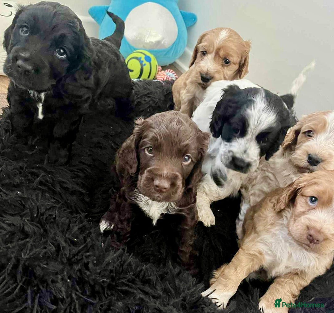 Cockapoo dogs for sale: Beautiful F1B Cockapoos with excellent bloodlines  - Image 3